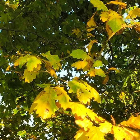 La Du Grand Chene - Insolite, Bain Nordique & Piscine Lodge