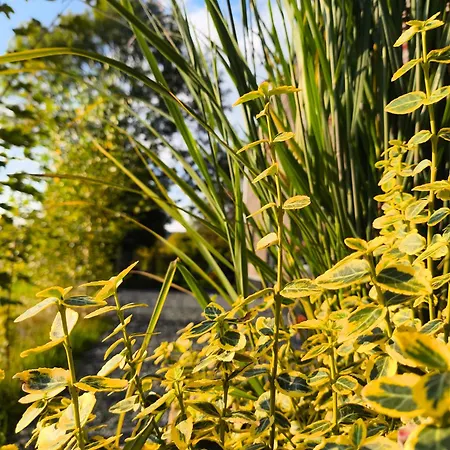 La Du Grand Chene - Insolite, Bain Nordique & Piscine Lodge *