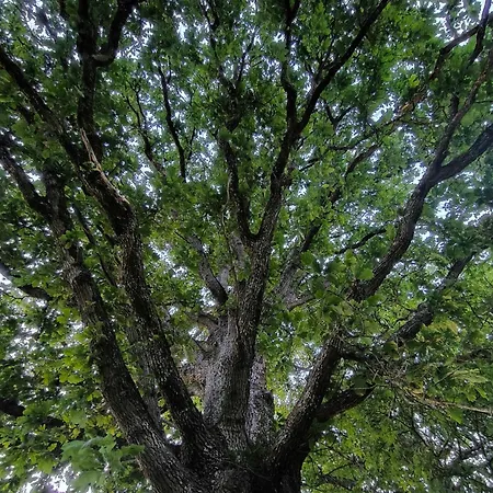 La Du Grand Chene - Insolite, Bain Nordique & Piscine