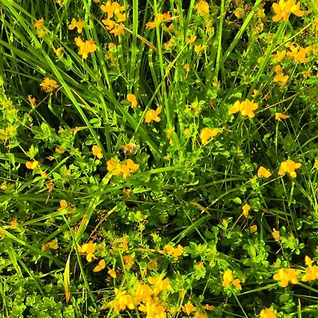 La Du Grand Chene - Insolite, Bain Nordique & Piscine Lodge *
