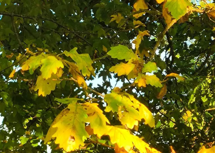 La Du Grand Chene - Insolite, Bain Nordique & Piscine Lodge
