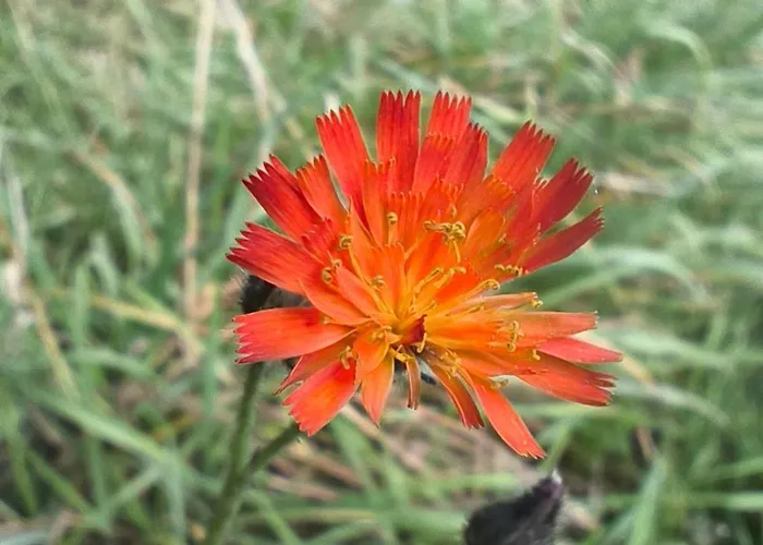 La Du Grand Chene - Insolite, Bain Nordique & Piscine Lodge