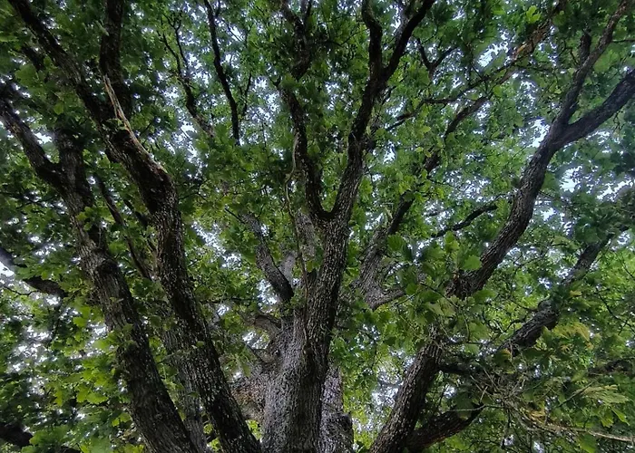 La Du Grand Chene - Insolite, Bain Nordique & Piscine